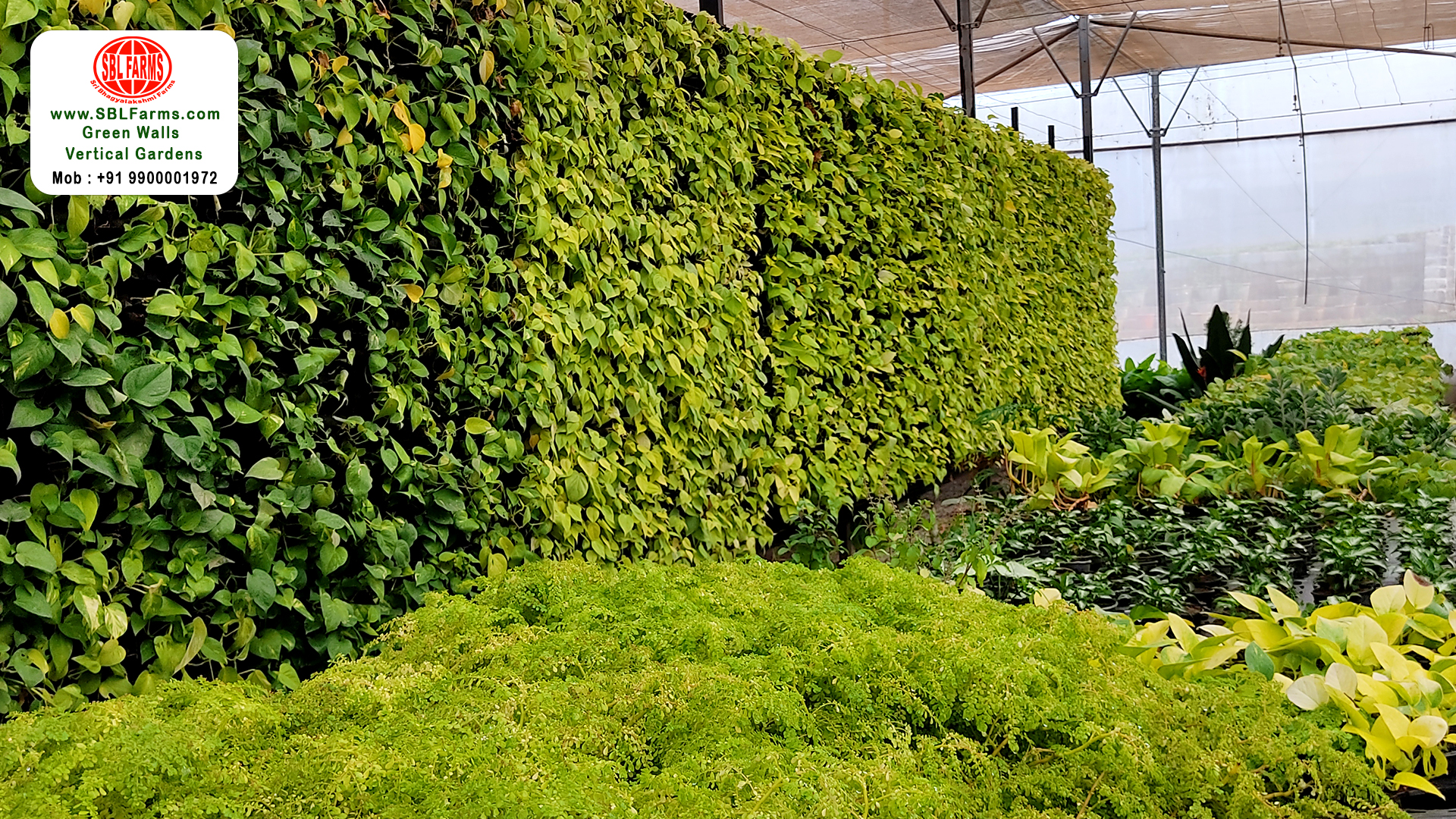 Sbl Farms Green walls and Living walls, Vertical Garden, Bio Curtains,Green wall or vertical garden service in india